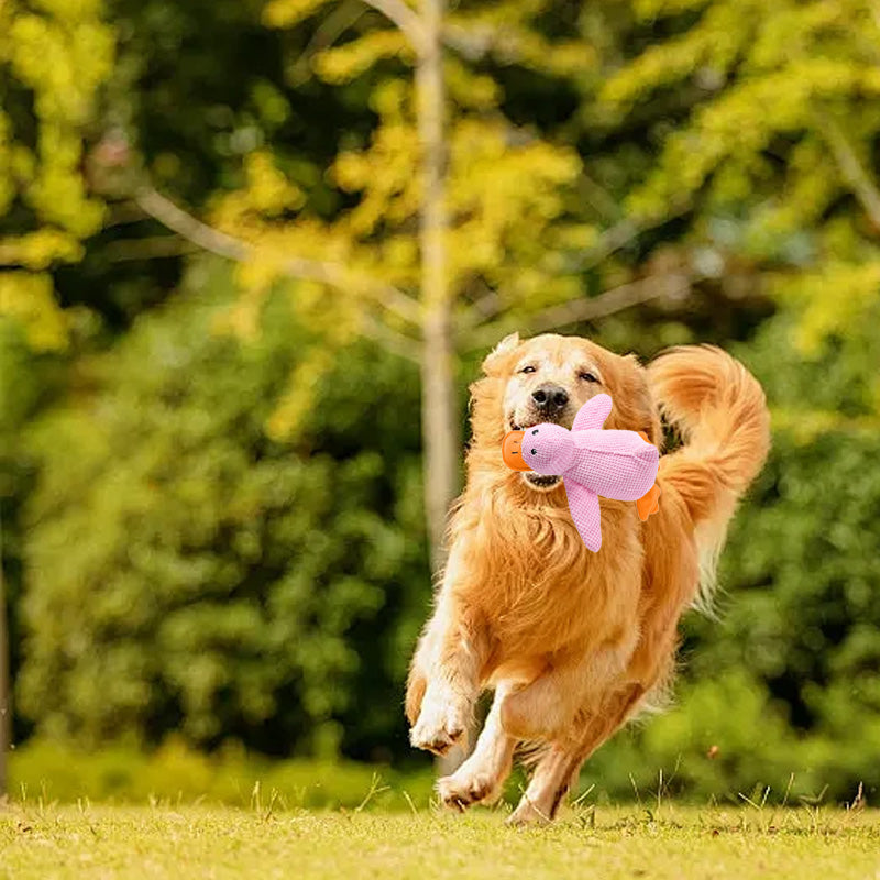 🦆The Quirky Quacker